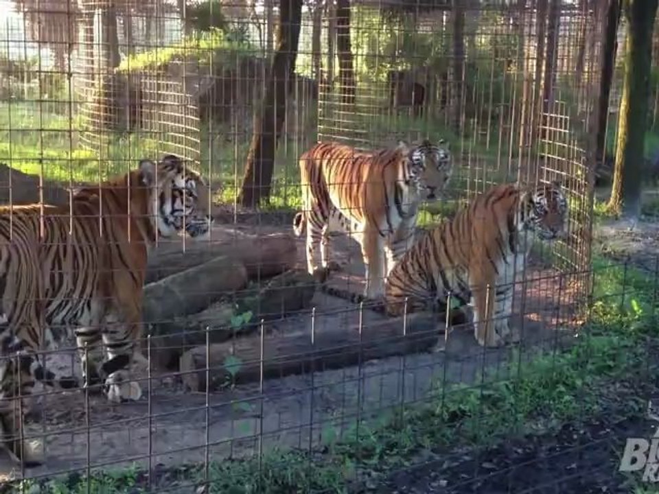 Tiger Roar