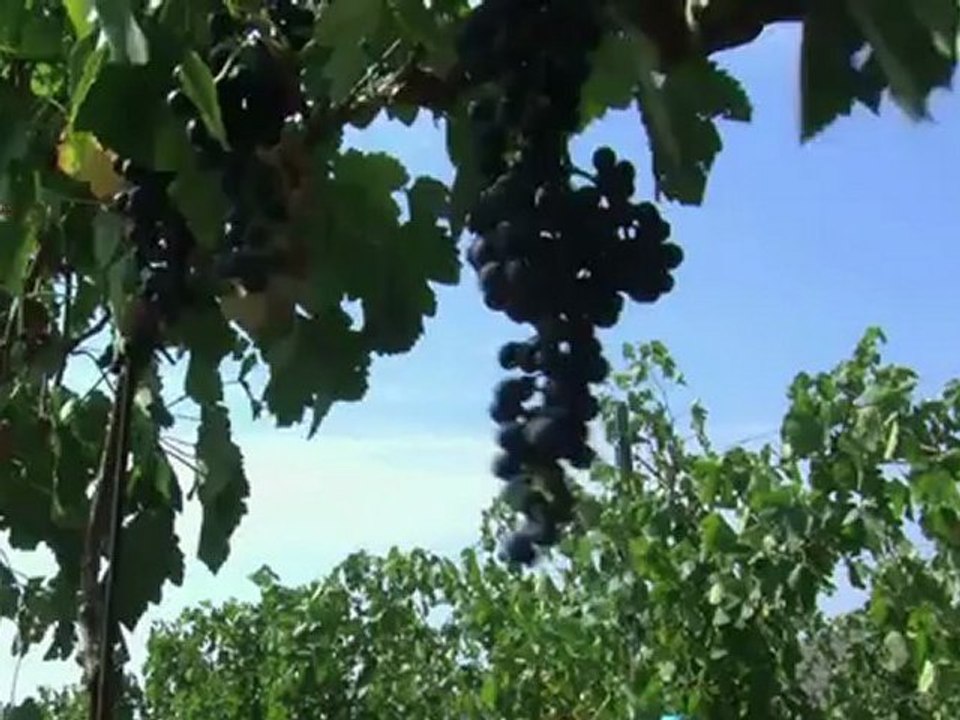 Vinhos romenos conquistam europeus