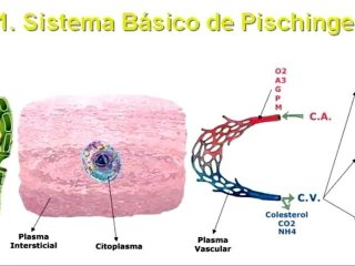 Terapia holistica contra el cancer: Alberto Marti Bosch