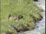 Le grand saut de la marmotte (Daniel)