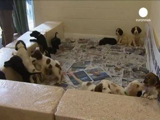 Puppies freed from illegal traders