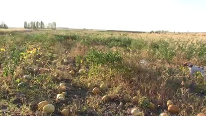 aşil ve  cesy patrone