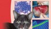 Medical Book Review: BSAVA Manual of Canine and Feline Oncology (BSAVA British Small Animal Veterinary Association) by Jane Dobson, Duncan Lascelles
