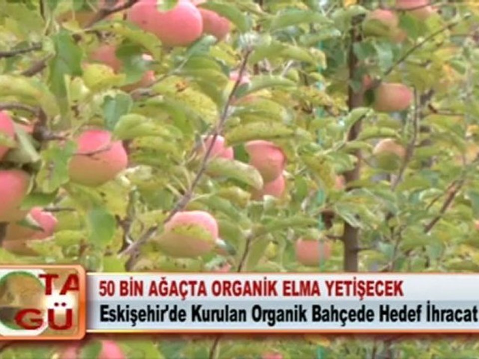 50 BİN AĞAÇTA ORGANİK ELMA YETİŞECEK