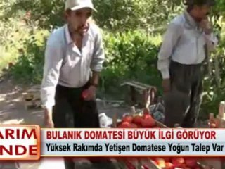 BULANIK DOMATESİ BÜYÜK İLGİ GÖRÜYOR