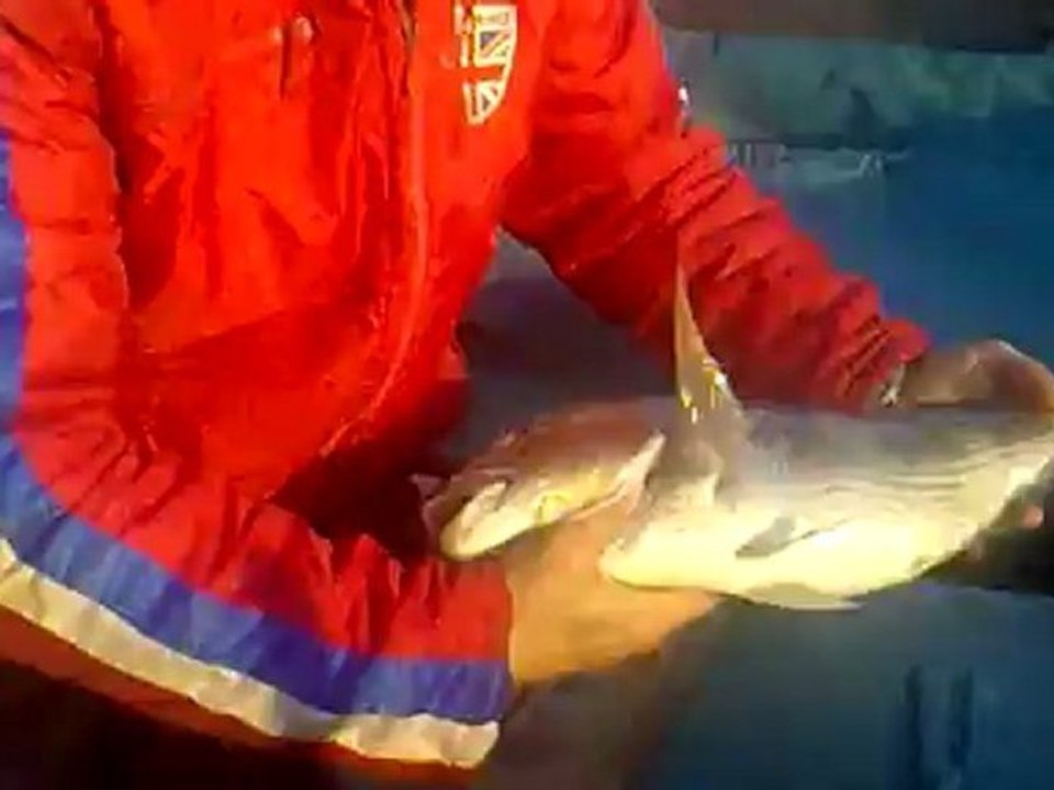 sinarit avım 14-12-2010