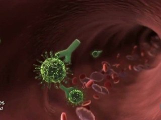 Sistema inmunologico: Respuesta inmunitaria