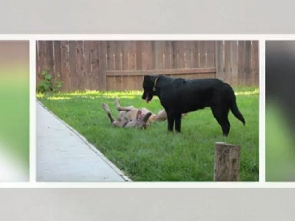 Cage-Free, In-Home Dog Boarding