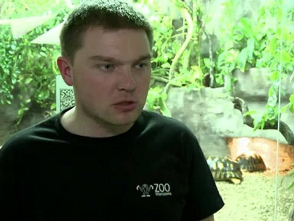 Les plus vieux fossiles de tortue découverts en Pologne