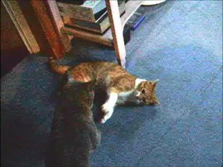 Quand mes chats se battent