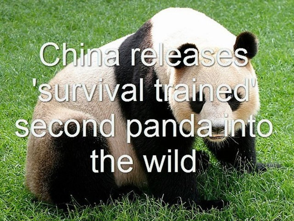 Chinese Panda Released into Wild