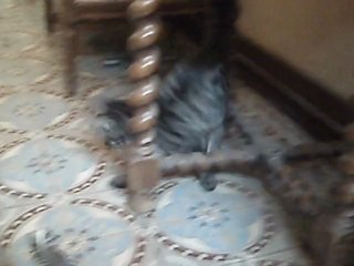 11.10.2012  chaton trouvé dans voiture le 08.10.2012  PICT0232