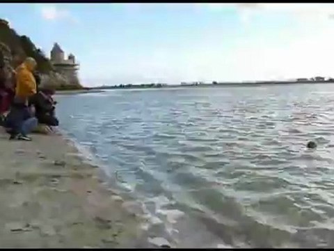 Lâcher de phoques veaux marins au Mont Saint-Michel, vendredi 12 octobre 2012