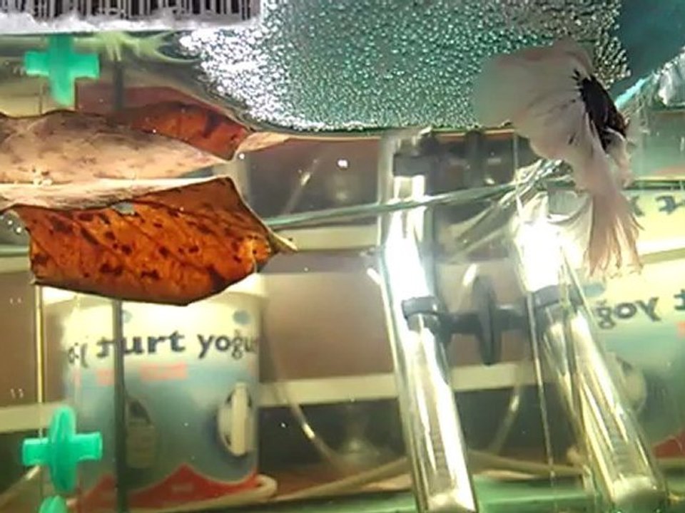 HALFMOON BETTA ÜREME