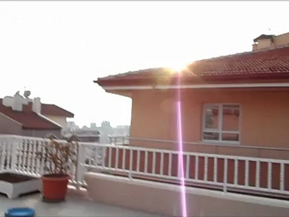 Beyaz yavru