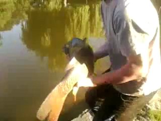 carpe commune prise au pain de 5,100 Kg