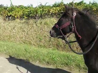 Balade Malina en liberté 1