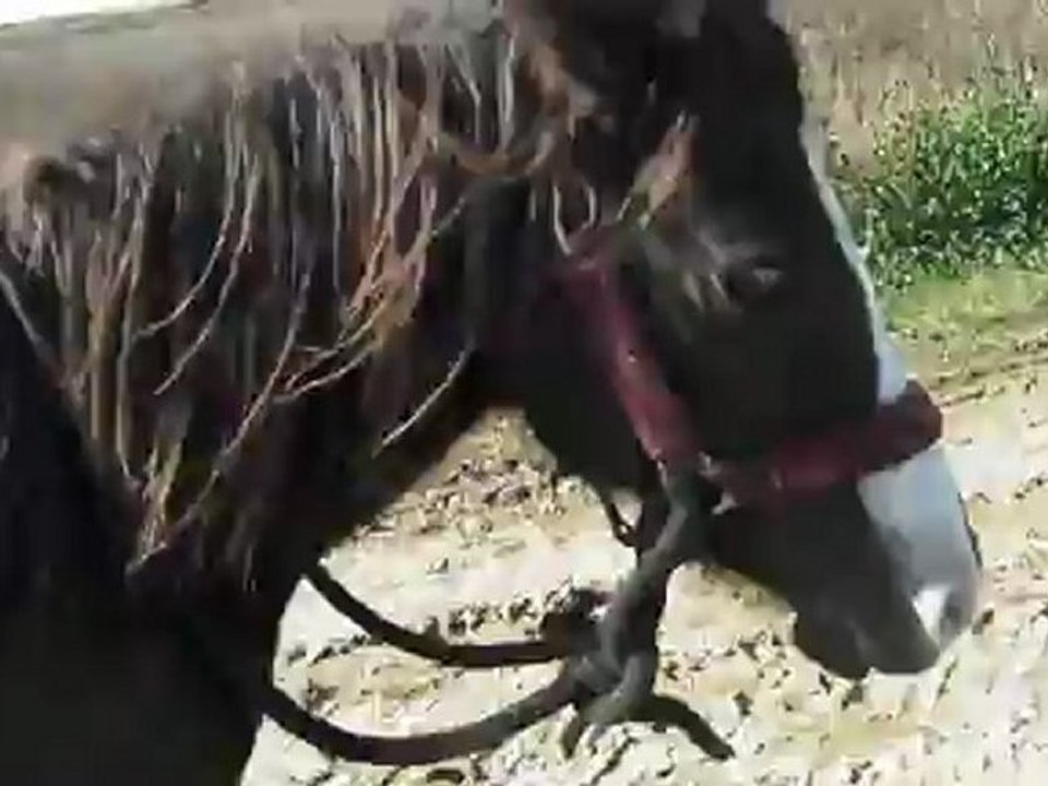 Balade Malina en liberté 2