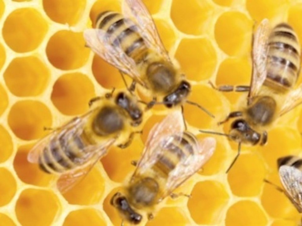 How To Avoid Stinging Wasps, Hornets And Bees