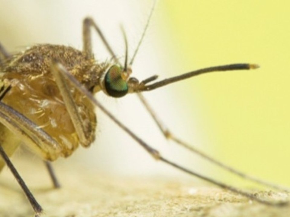 How To Prevent Mosquitoes