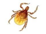 Dangers Of Ticks And Lyme Disease