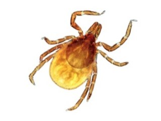 Dangers Of Ticks And Lyme Disease