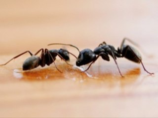 Ant Prevention And Control Techniques