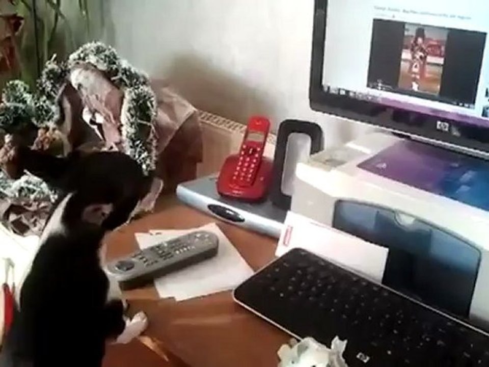 chihuahua qui chante (chihuahua)