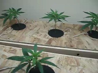 Blue Dream OG Hydroponics DWC w/aerating bubblers