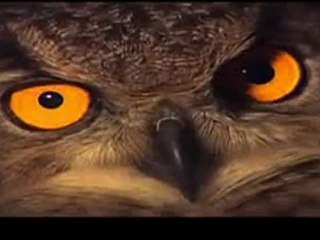 EL BUHO REAL - FORAJIDO SECRETO DE LA NOCHE