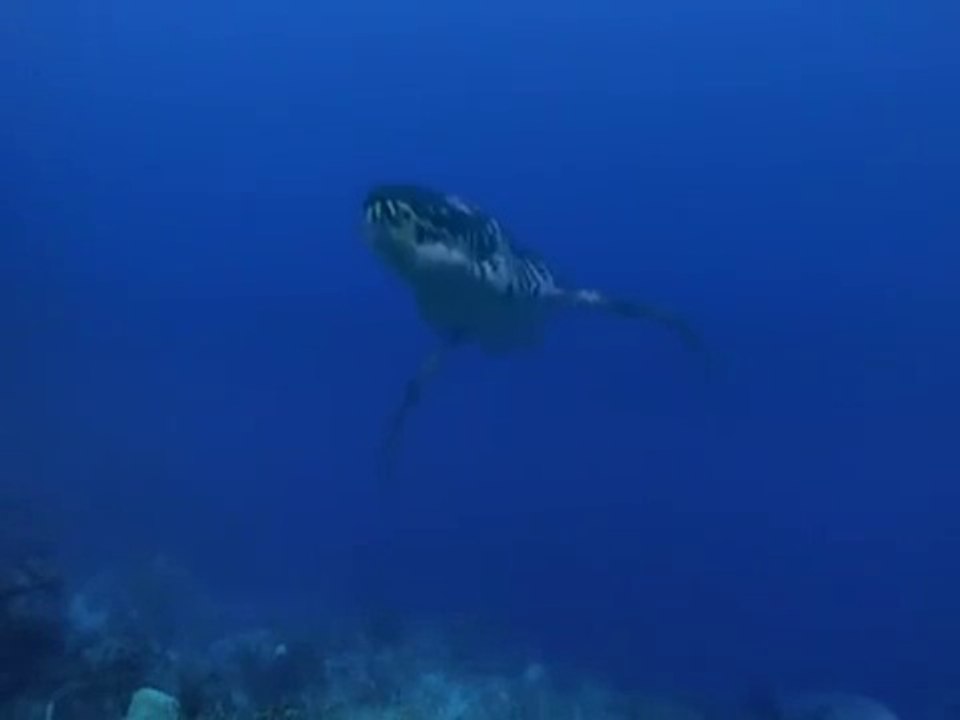 Paseando  con Dinosaurios - Mar cruel