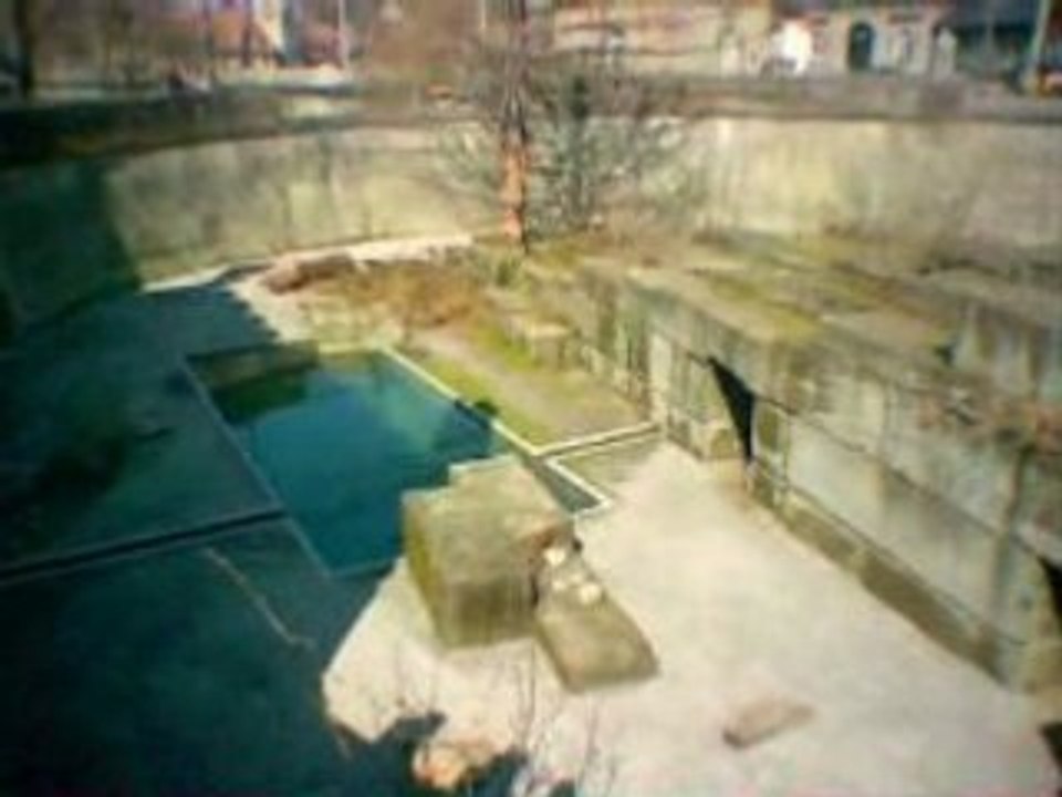 Fosse aux ours  à  berne (CH)