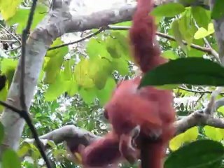 Rencontre avec un Orang Outang