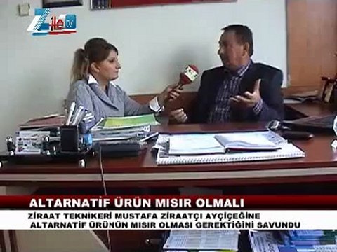 ESnaf mustafa ziraatçı ile Zilede Ayçiçek ve mısır üretimi üzerine roprtaj