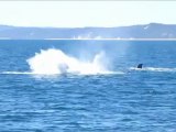 Les baleines à Hervey Bay