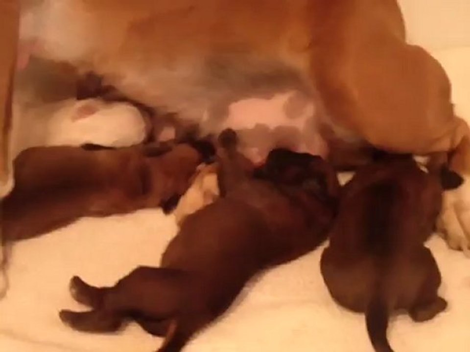 Bébés Edgar x Fripouille (3 jours)