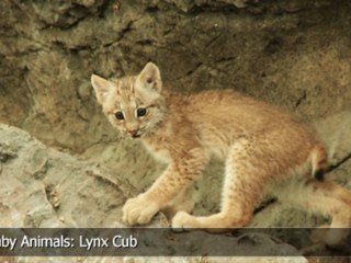 Cute Baby Animals: Lynx Cub