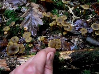 Tapis de chanterelles en tube