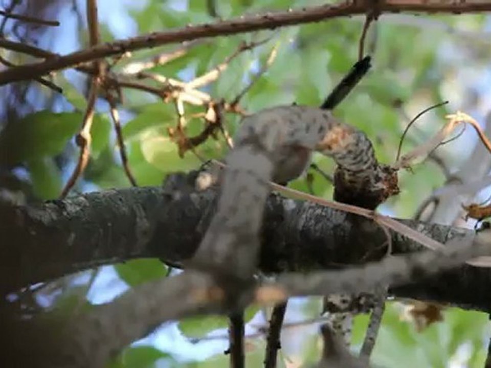 Mésanges à longue queue