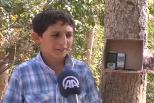 Telefon kulübesi gibi ağaç