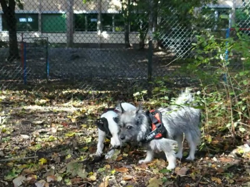 Kira, Kessy spielen