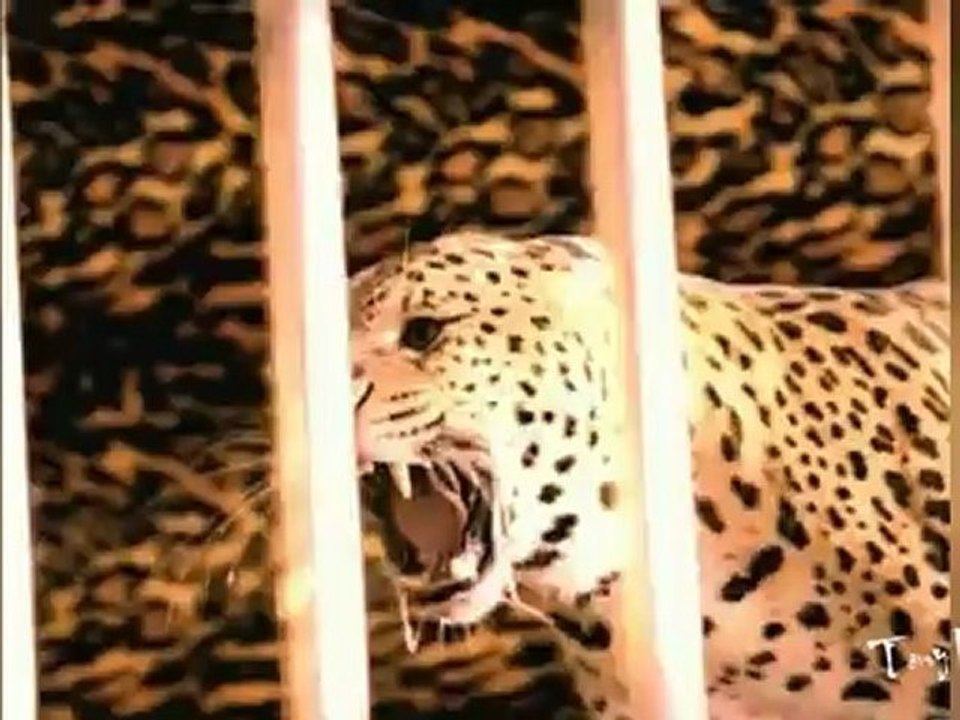 Tina Turner - Golden Eye (David Morales Club Mix - Tony Mendes Video Edition)