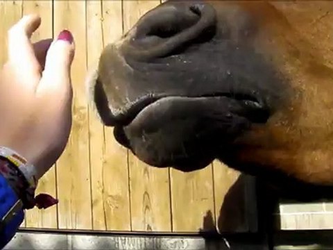 Bonheur, Plaisir, Liberté : Les chevaux ♥