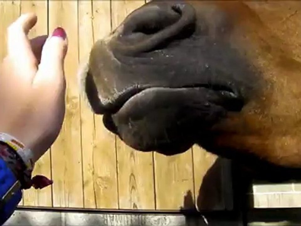 Bonheur, Plaisir, Liberté : Les chevaux ♥