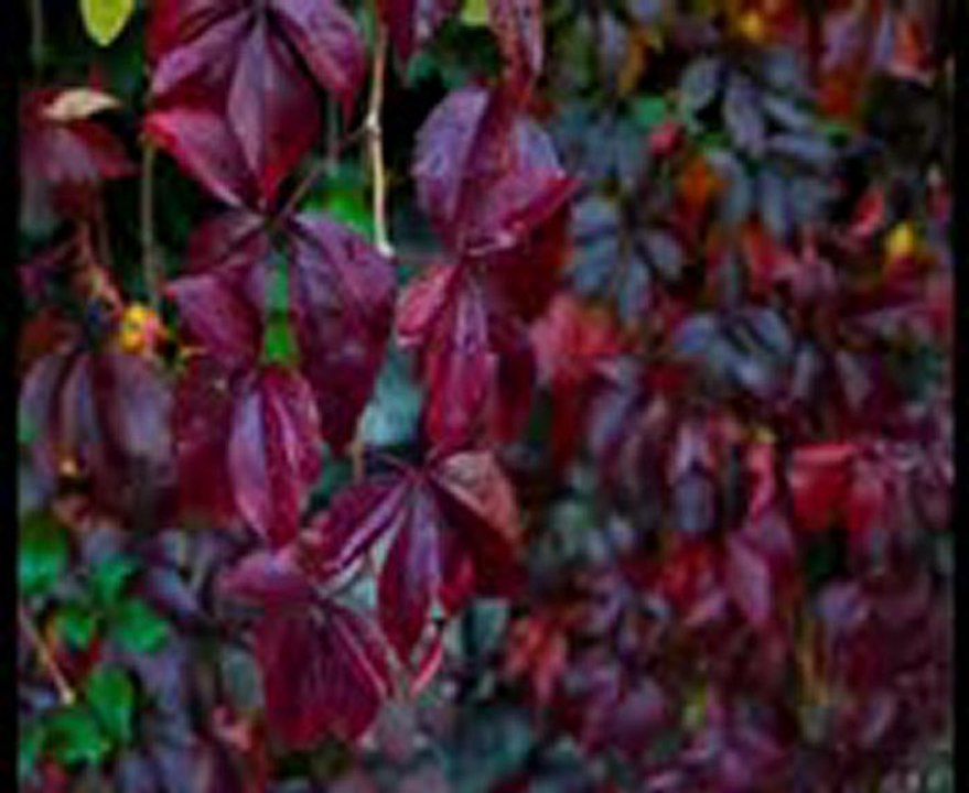 Haylimsin>>seslisohbetimiz seslisohbetimiz seslisohbetimiz