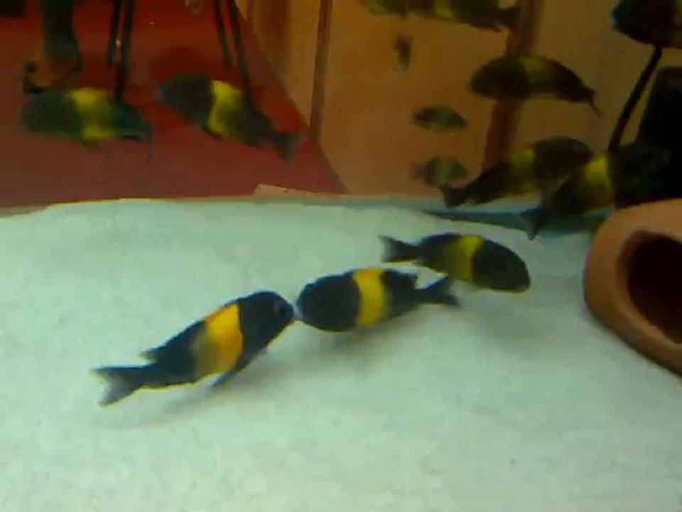 Sami Gökçe Bey' ait tropheus black kriza yer kavgası 27.09.2012