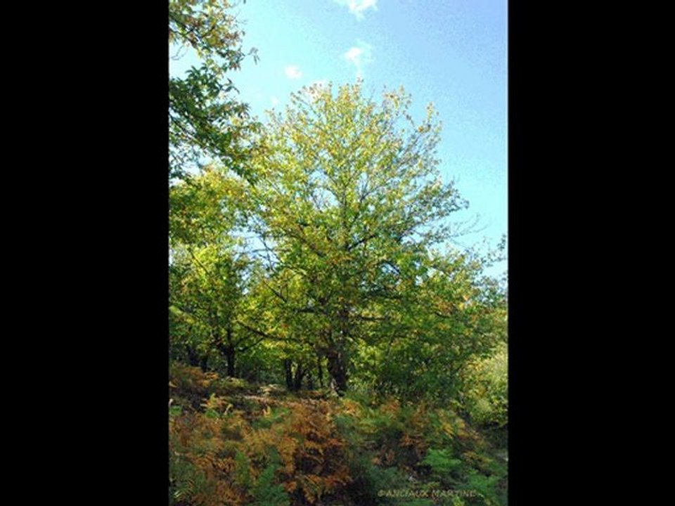 ©AUTOMNE POEME THOMAS ANDRE PHOTOS&PHOTOS-PEINTURES MARTINE ANCIAUX©