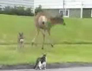 Her Annenin Ortak Özelliğidir Yavrusunu Korumak