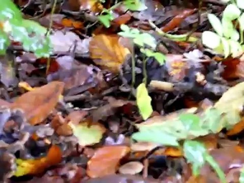 Magnifique coin de chanterelles grises, sinueuses et trompettes des morts