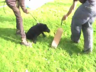 frimmko 2 mois et demi